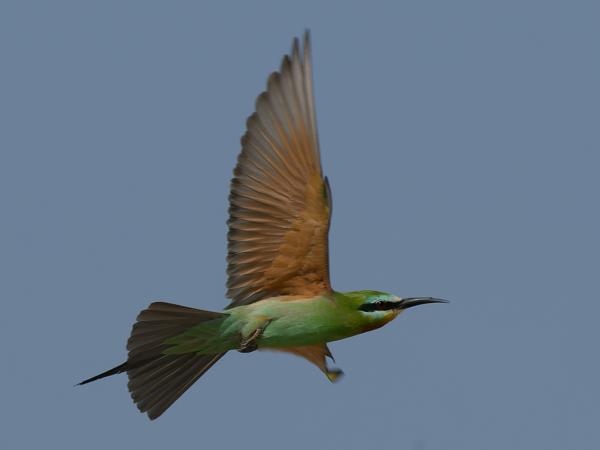 <h3><a href="/trips/gambia/biota/animalia/chordata/aves/037 coraciiformes/006 meropidae/merops persicus/merops persicus-nl.html">Merops&nbsp;persicus</a> / Blue‑cheeked&nbsp;bee‑eater / Groene&nbsp;bijeneter</h3>OM-1 Mark II met OLYMPUS M.150-400mm F4.5, 1/2000 sec  bij F9.0, ISO 500, afstand 18.9&nbsp;m